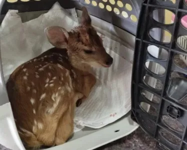 Conforme informações da Força Verde, o animal silvestre foi encontrado com ferimentos na cabeça