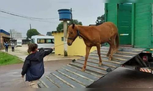 Bandidos invadem Centro de Referência e levam três cavalos no PR
