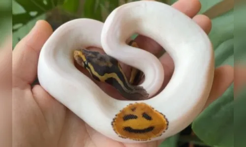 Vídeo: cobra com desenho de emoji viraliza nas redes sociais