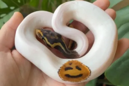 Imagens da serpente são divulgadas em um perfil do Instagram