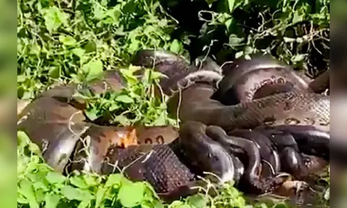 Moradores fazem registro chocante de família de sucuris no PR; assista