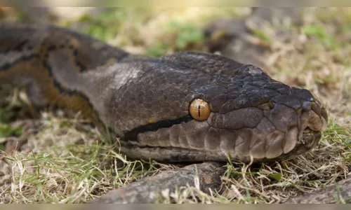 Jovem ganha U$ 10 mil após capturar 28 cobras píton nos EUA