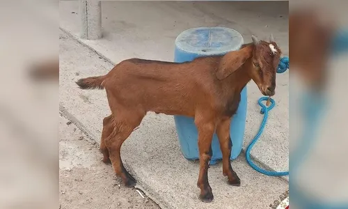 Bode é encontrado com boca costurada com linha de nylon em MG