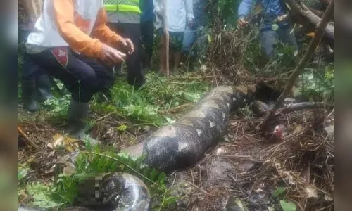 Corpo de mulher desaparecida é encontrado dentro de cobra de 7 metros