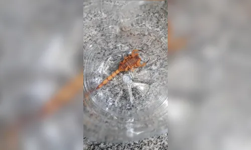 Homem é picado por escorpião-amarelo em Arapongas: saúde faz alerta