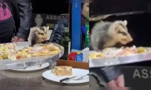 Gambá cai em cima de pizza e vai embora com fatia em Curitiba; veja