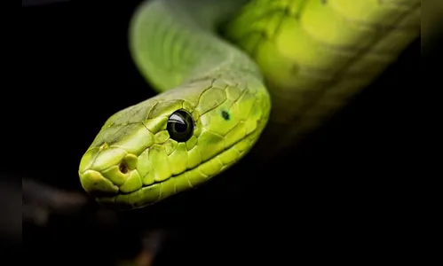 Homem que usava cobra morta para assustar pessoas é detido