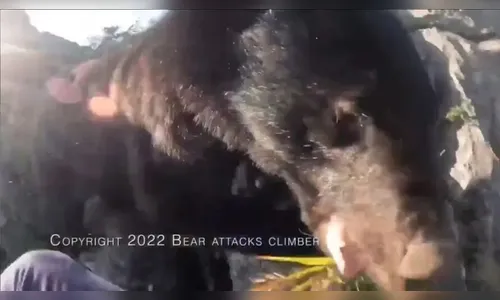 Alpinista luta com urso em montanha do Japão e vídeo viraliza; assista