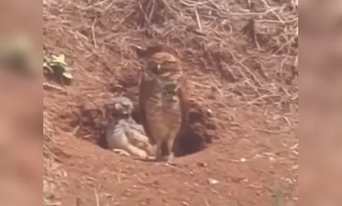 Coruja-buraqueira e filhote são vistos em Apucarana; confira