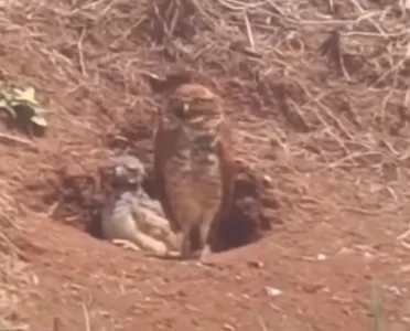 Os animais foram flagrados pelo pelo biólogo Felippe Repórter Selvagem no Contorno Sul, na estrada que dá acesso à Barra Nova