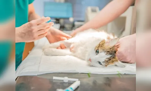 Castração gratuita inicia em Arapongas; saiba como garantir inscrição