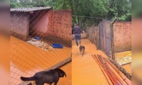 Canil de Ivaiporã pede ajuda após inundações; saiba como cooperar