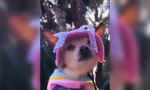 Morre aos 22 anos Peebles, a cachorrinha mais velha do mundo