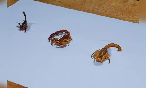 Acidentes com escorpiões-amarelos geram alerta em Apucarana