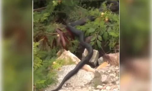 Cobra gigante aterroriza moradores de Florianópolis; veja