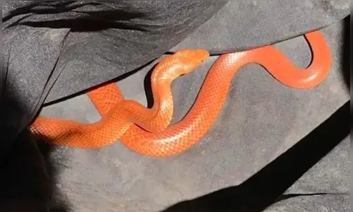 Cobra com veneno altamente letal e de cor rara é encontrada; entenda