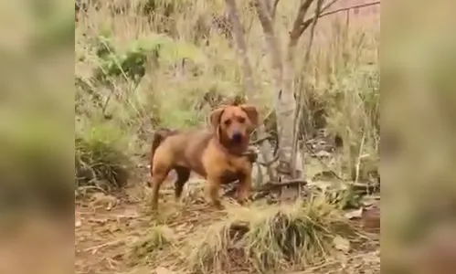 PR: Cachorro late por dois dias e é encontrado amarrado em árvore