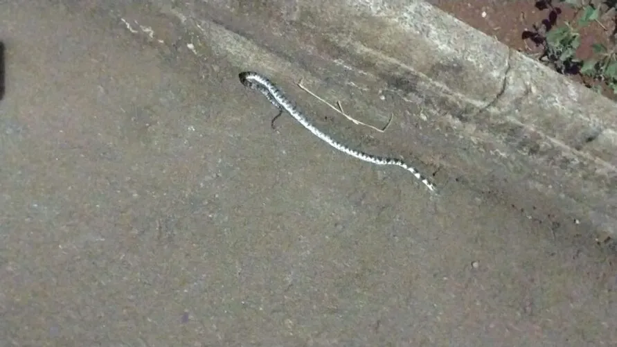 Além da cobra, escorpiões também apareceram na casa
