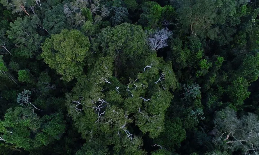 Na COP27, Brasil lista ações de sustentabilidade dos últimos 4 anos
