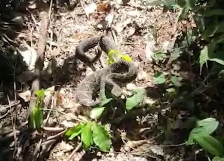 No vídeo, é possível ouvir o famoso chocalho da cobra