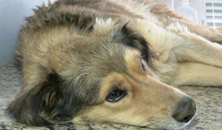 O abandono do cão foi flagrado por câmeras de segurança
