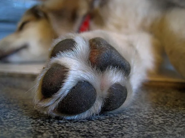 Um animal morreu e o outro ficou bastante ferido