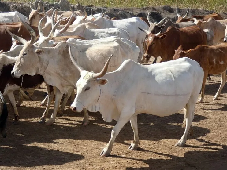 os assaltantes fugiram com 37 cabeças de gado com a marca R.D.  Os animais são avaliados em aproximadamente R$ 200 mil