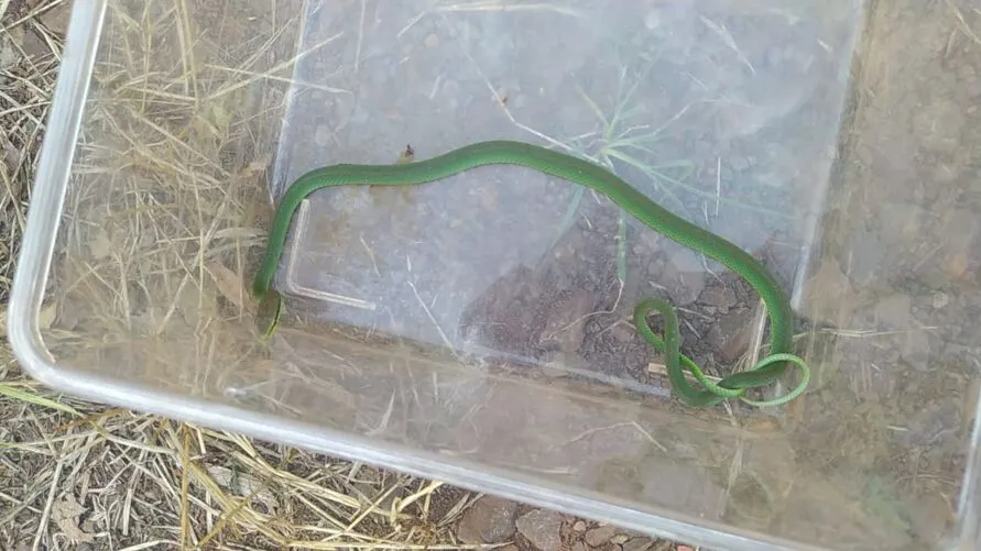 A Guarda Municipal foi chamada e capturou a cobra