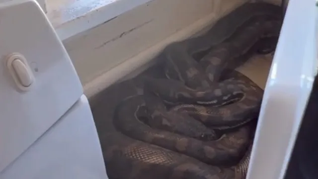 Duas cobras da espécie píton foram encontradas atrás de um micro-ondas