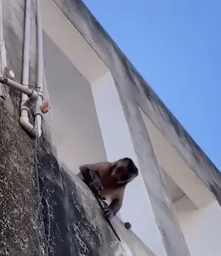 Macaco visto lavando louça e amolando faca é resgatado