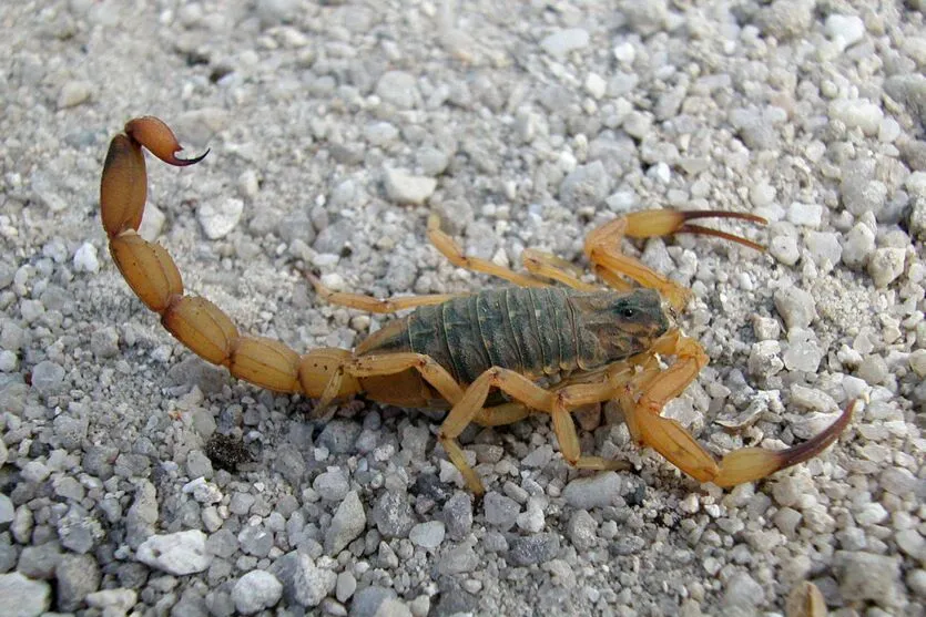 Os escorpiões normalmente são encontrados em ambientes escuros, úmidos e com pouca movimentação