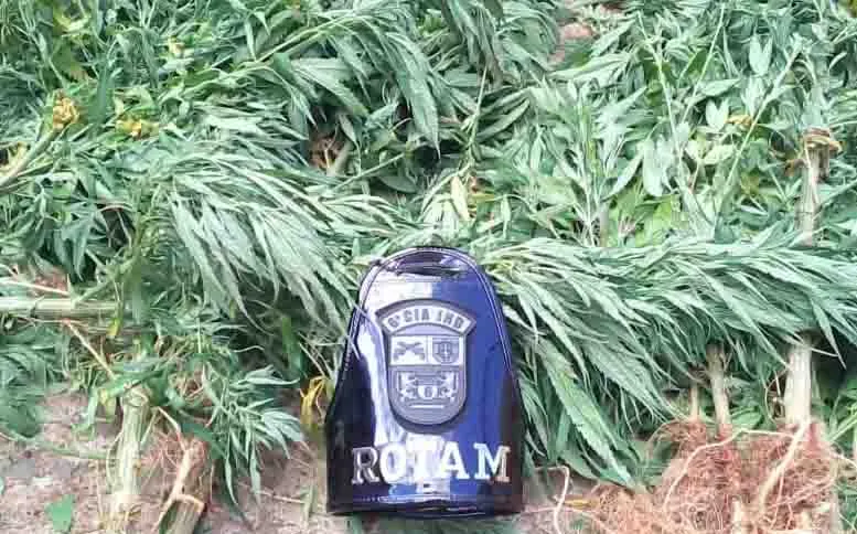 Policiais militares da ROTAM localizaram na propriedade rural 17 plantas de cannabis sativa (maconha)