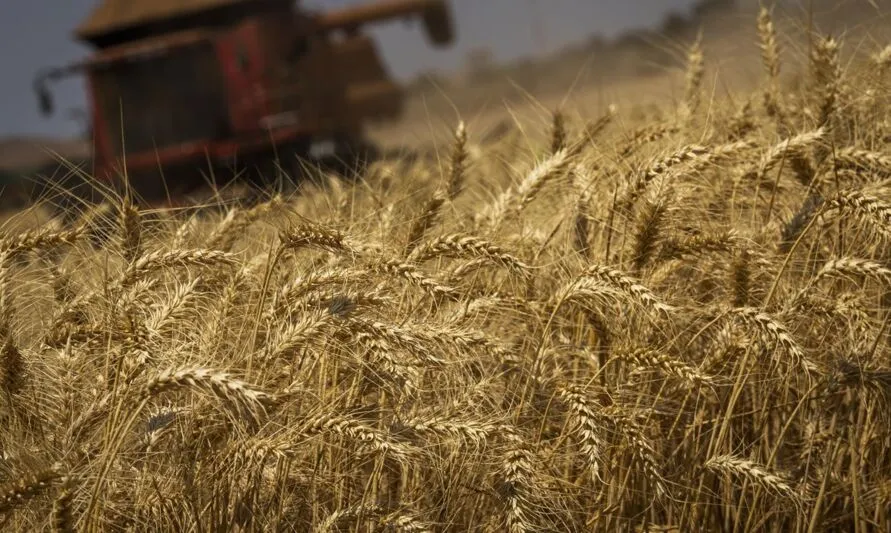 Produção de grãos é estimada em 312,2 milhões de toneladas