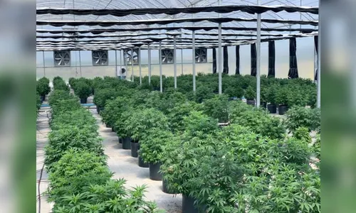 Curitibano é o primeiro brasileiro a poder importar cannabis; confira