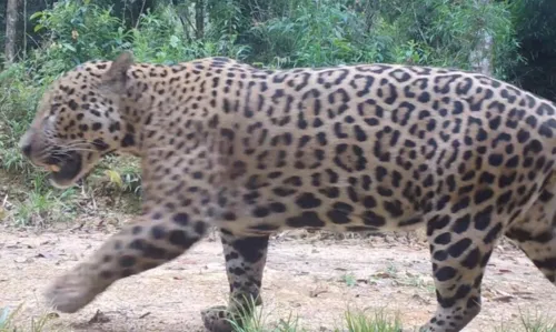 A espécie, que chegou a ser considerada extinta na região, voltou a ser registrada por armadilhas fotográficas