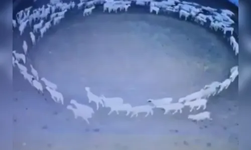 Ovelhas andam em círculo por 12 dias e vídeo choca a web; assista