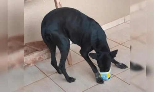 Homem é preso em flagrante após publicar vídeos abusando de cadela