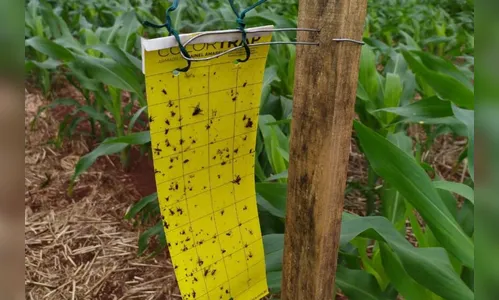 PR amplia estudos sobre doença provocada pela cigarrinha do milho