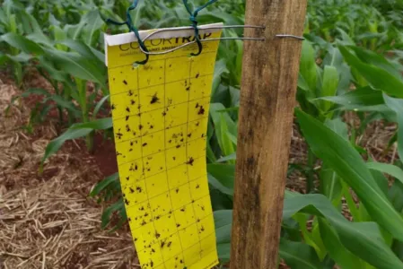 Adapar instala armadilhas para ampliar estudo sobre o enfezamento do milho