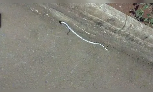 Cobra em banheiro assusta moradora do Fariz Gebrim
