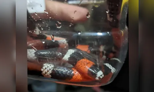 Homem encontra cobra mais venenosa do país dentro de casa; veja