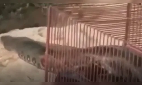 Sucuri é encontrada às margens de rodovia e tamanho impressiona; veja