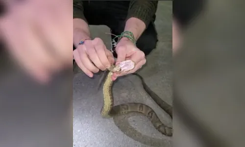 Cobra jararaca de 1 metro é resgatada com corda presa ao pescoço; veja