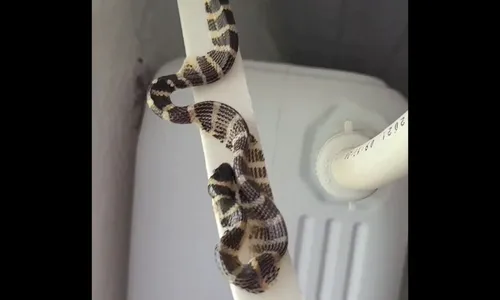 Serpente é resgatada ao ficar presa em fita dupla face em residência