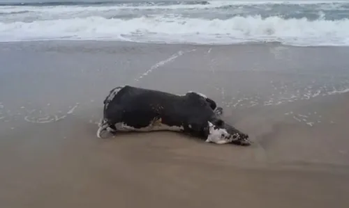 Vacas são encontradas mortas em praia no Litoral do Paraná