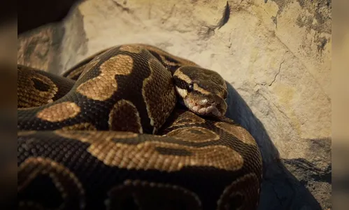 Menino é mordido por píton e arrastado para piscina na Austrália