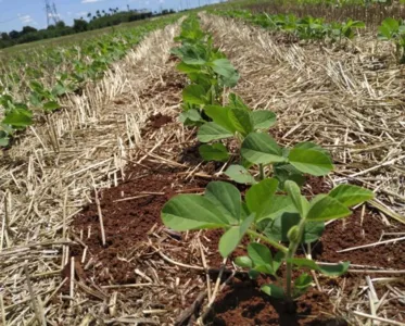 Chuvas bem distribuídas favoreceram o plantio de soja na região