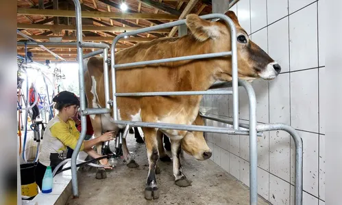 Custos caem e produtores de leite terminam ano em melhores condições