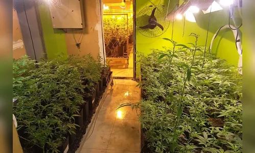 Polícia apreende 400 pés de maconha e fecha laboratório de drogas