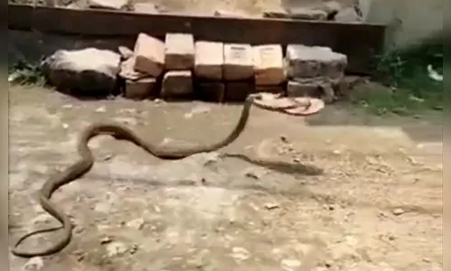 Cobra foge com chinelo e vídeo viraliza; assista